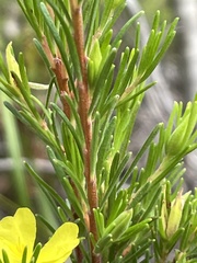 Hibbertia stricta stricta