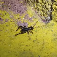 Anurogryllina