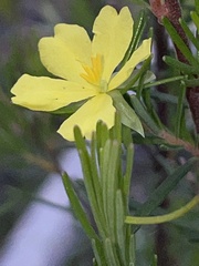 Hibbertia stricta stricta