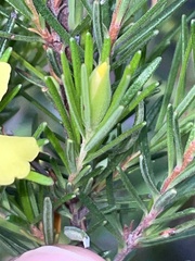 Hibbertia stricta stricta