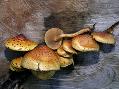 Pholiota glutinosa - Photo (c) Jerry Cooper, some rights reserved (CC BY), uploaded by Jerry Cooper