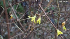 Forsythia koreana
