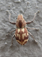 Parapantomorus fluctuosus