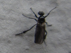 Bibionini