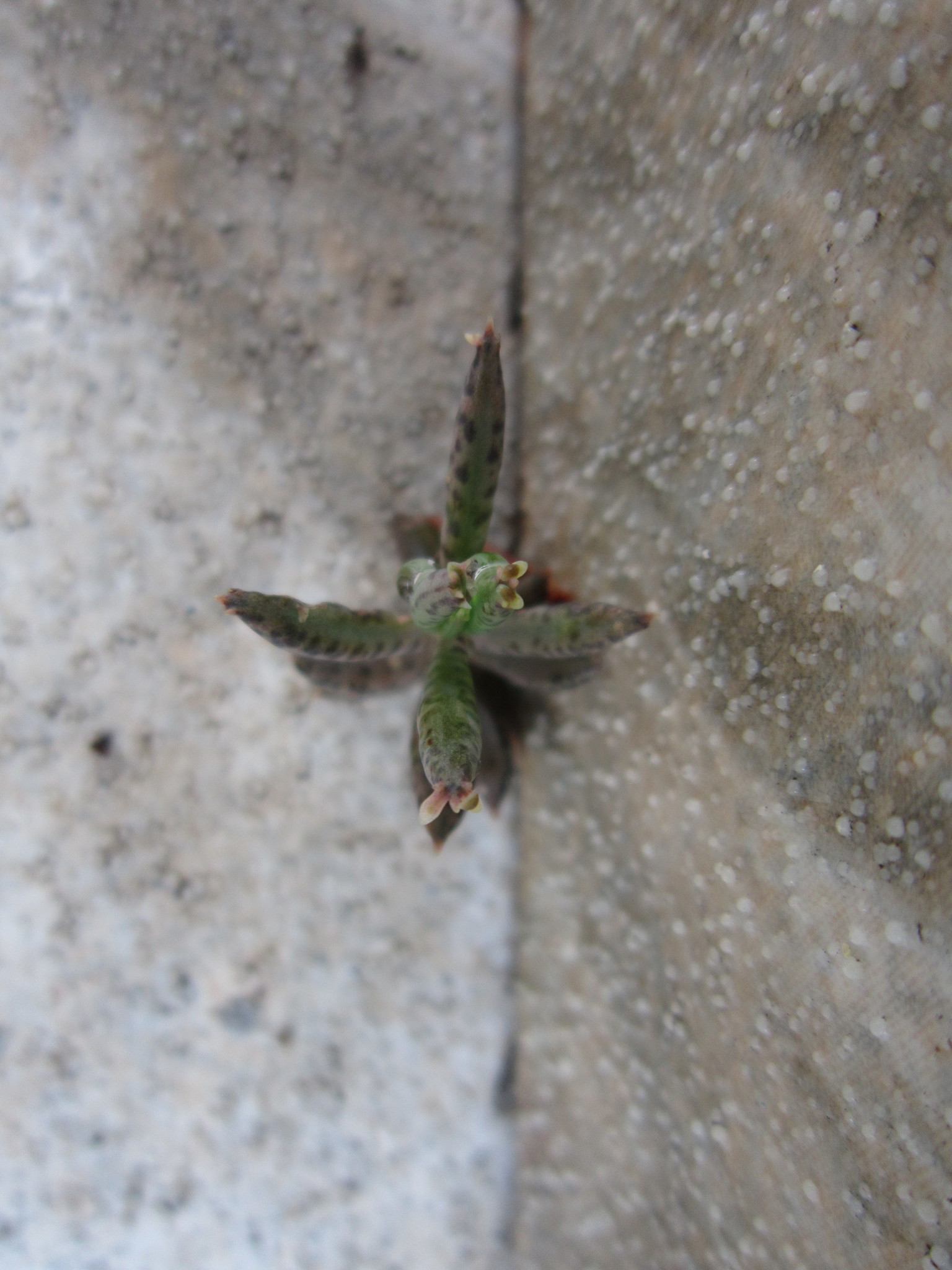 Kalanchoe delagoensis