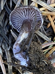 Pseudoomphalina angelesiana