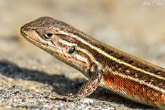 Liolaemus lemniscatus