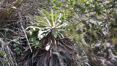 Espeletia corymbosa
