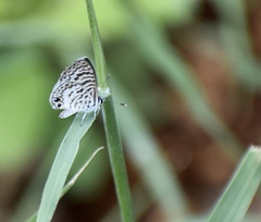 Leptotes cassius theonus