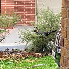 Zanda funerea funerea