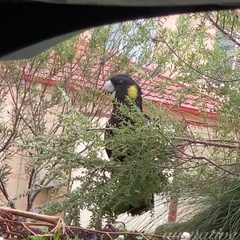 Zanda funerea funerea