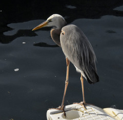 Ardea herodias occidentalis × wardi