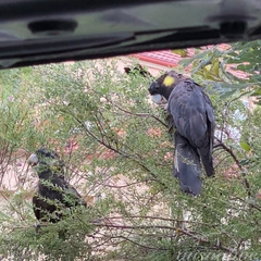 Zanda funerea funerea