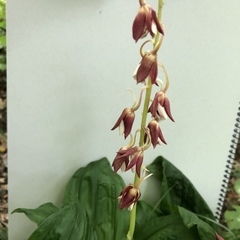 Calanthe