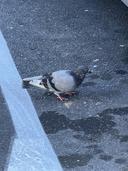 Columba livia domestica