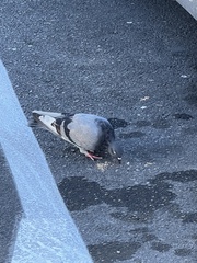 Columba livia domestica