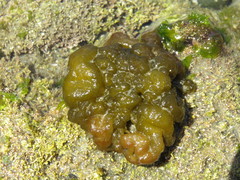 Leathesia marina