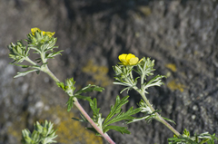 Potentilla argentea