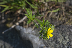 Potentilla argentea