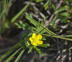 Potentilla argentea