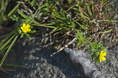 Potentilla argentea