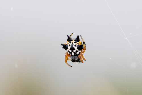Photo of Christmas Jewel Spider (Austracantha minax)