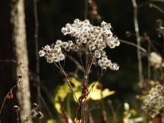 Ageratina altissima