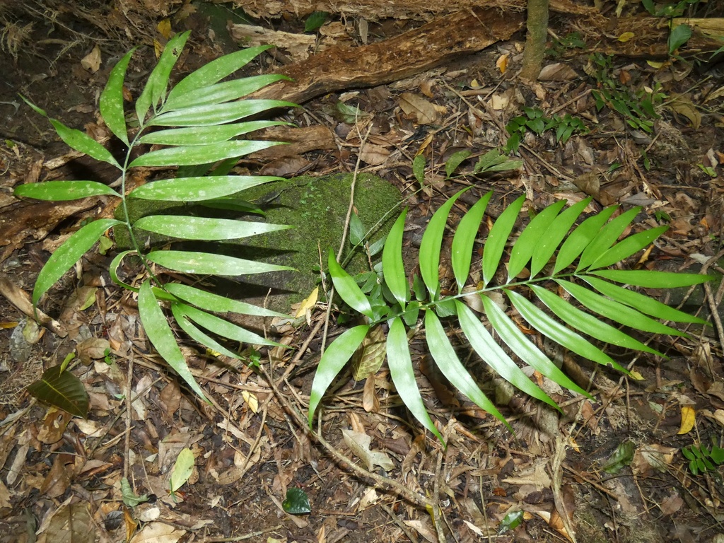 Zamia nana (El Valle Zamia)