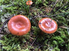 Lactarius subflammeus