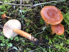 Lactarius subflammeus