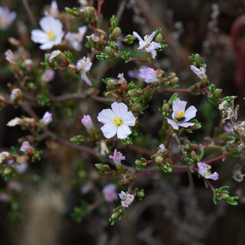 Frankenia pauciflora (Frankenia pauciflora)