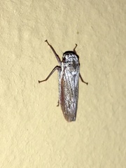 Tretogonia