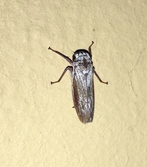 Tretogonia