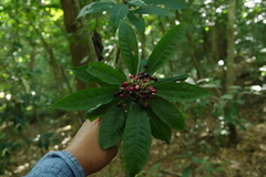 Parathesis crenulata