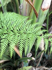 Pteridoideae