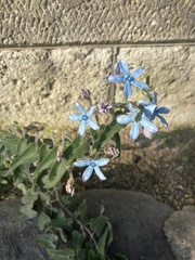 Oxypetalum coeruleum