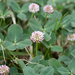 Trifolium fragiferum fragiferum - Photo (c) Kym Nicolson, some rights reserved (CC BY), uploaded by Kym Nicolson