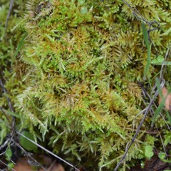 Homalothecium aureum