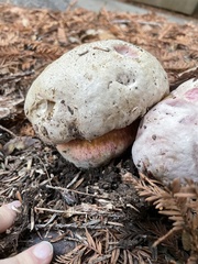 Rubroboletus eastwoodiae