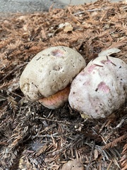 Rubroboletus eastwoodiae