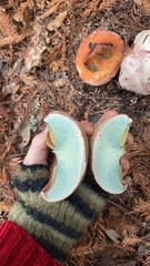 Rubroboletus eastwoodiae