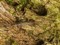 Cranopygia