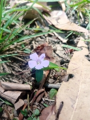 Brunoniella