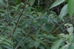 Pachycephala pectoralis