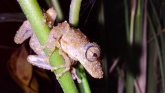Scinax flavoguttatus