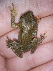 Scinax flavoguttatus