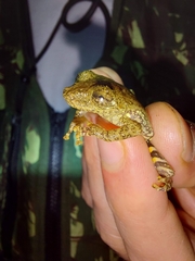 Scinax flavoguttatus