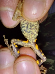 Scinax flavoguttatus