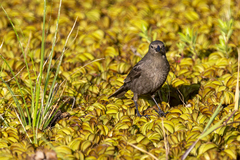 Molothrus bonariensis