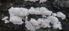 Rigidoporus corticola